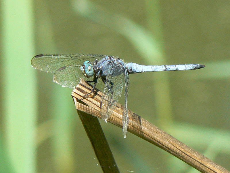 Tutti Orthetrrum coerulescens?